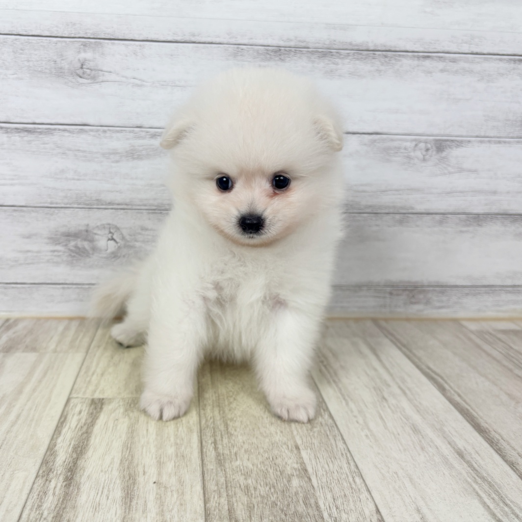 兵庫県のポメラニアン (犬の家＆猫の里川西店/2026年5月22日生まれ/男の子/クリーム)の子犬