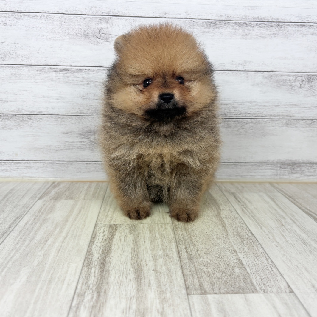 兵庫県のポメラニアン (犬の家＆猫の里川西店/2026年5月24日生まれ/男の子/オレンジ)の子犬