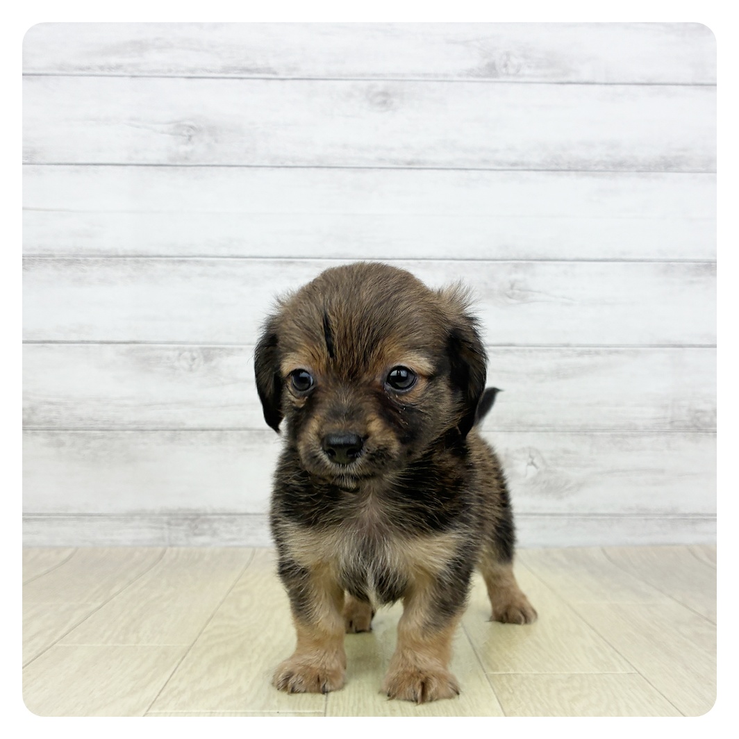 愛知県のチワックス(チワワ×ダックス) (犬の家＆猫の里七宝店/2026年5月24日生まれ/男の子/レッド)の子犬