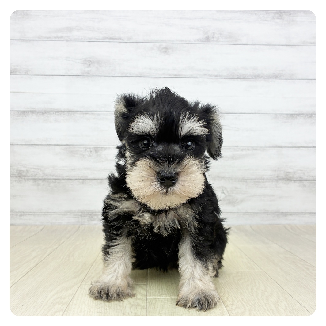 愛知県のミニチュアシュナウザー (犬の家＆猫の里アミーゴ神の倉店/2026年5月24日生まれ/女の子/ブラックシルバー)の子犬