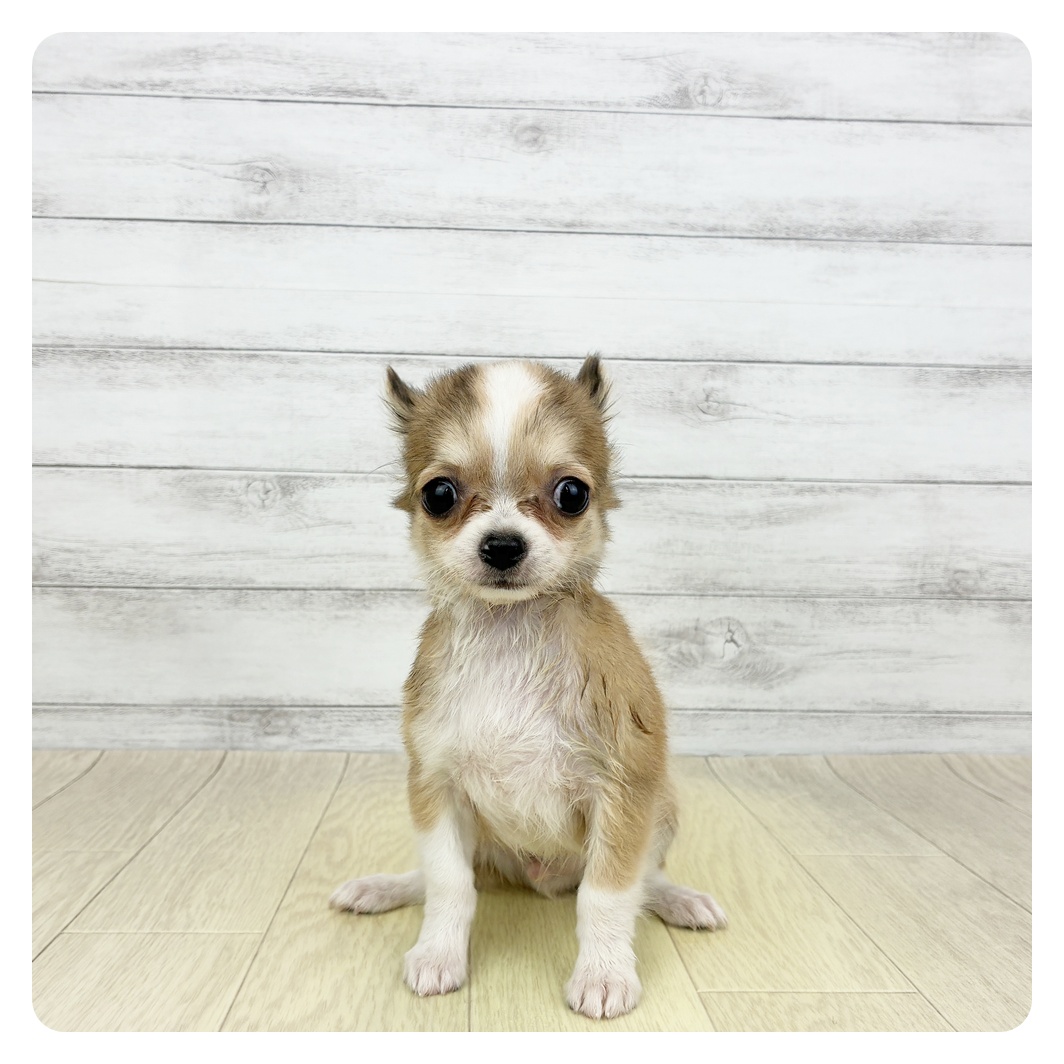 愛知県のチワワ(ロング) (犬の家＆猫の里名古屋天白店/2026年5月17日生まれ/男の子/レッドホワイト)の子犬の3枚目の画像