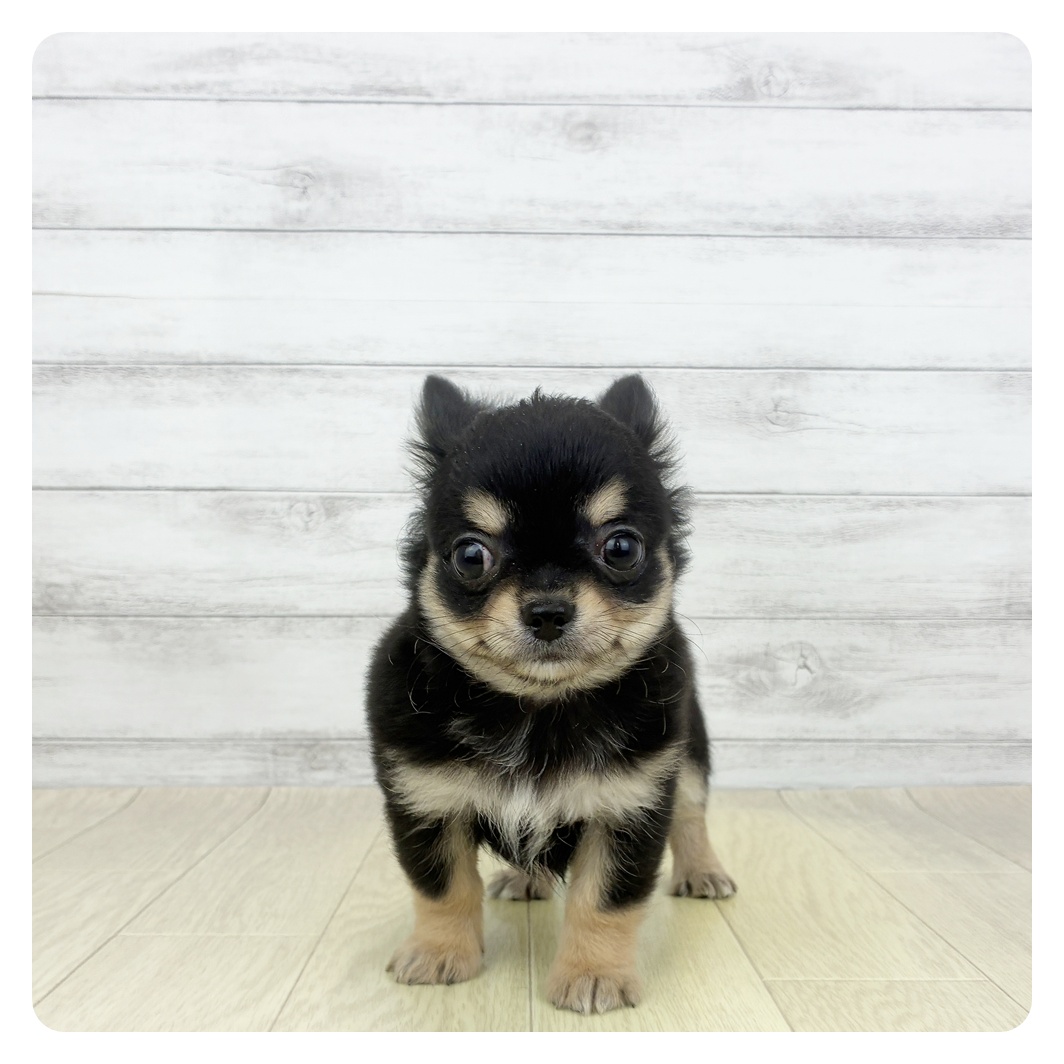 愛知県のチワワ(ロング) (犬の家＆猫の里春日井本店/2026年5月23日生まれ/男の子/ブラックタン)の子犬