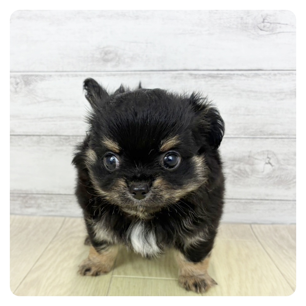愛知県のチワワ(ロング) (犬の家＆猫の里春日井本店/2026年5月24日生まれ/男の子/ブラックタンホワイト)の子犬