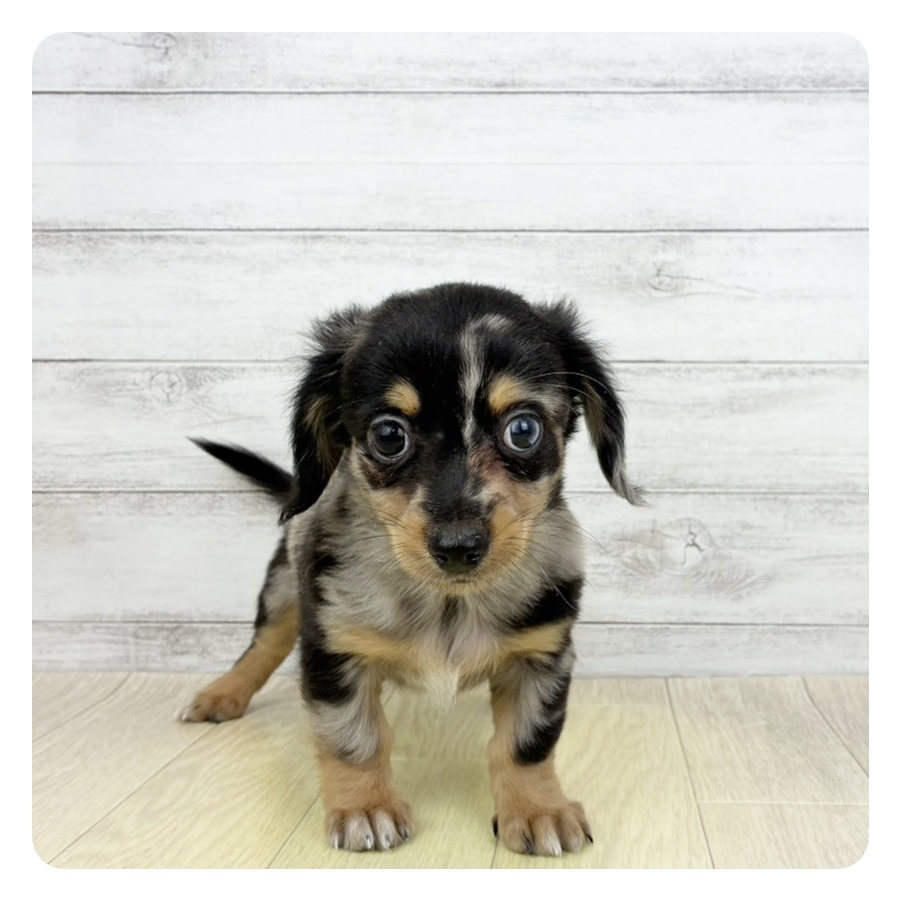 愛知県のチワックス(チワワ×ダックス) (犬の家＆猫の里エアポートウォーク店/2026年5月25日生まれ/男の子/シルバーダップル)の子犬の2枚目の画像