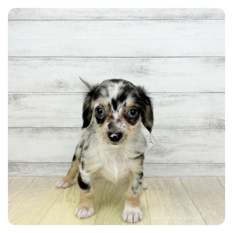 愛知県のチワックス(チワワ×ダックス) (犬の家＆猫の里名古屋天白店/2026年5月25日生まれ/女の子/シルバーダップル)の子犬の2枚目の画像