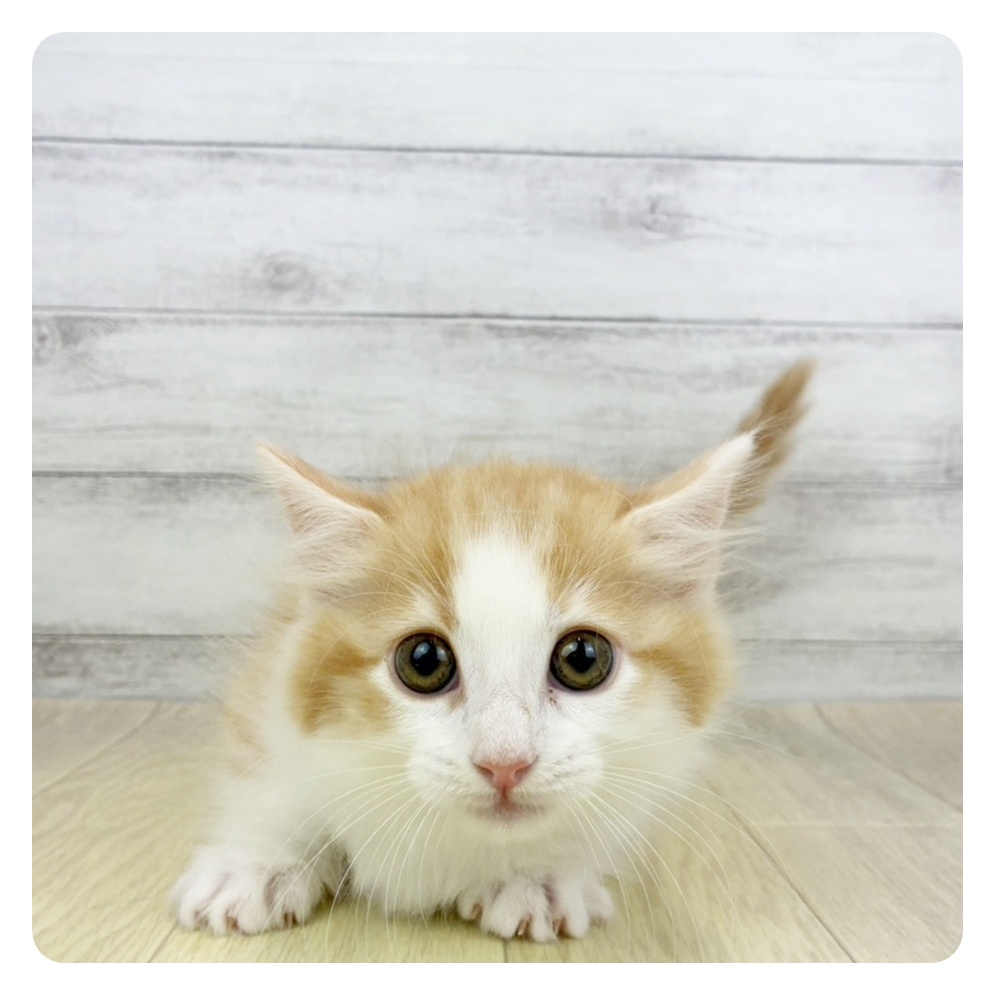 愛知県のマンチカン (犬の家＆猫の里愛知刈谷店/2026年5月22日生まれ/男の子/レッドタビーホワイト)の子猫の2枚目の画像