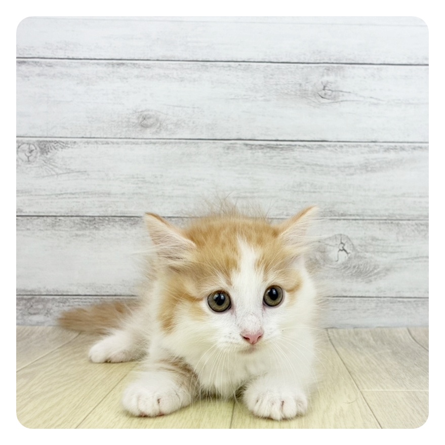 三重県のマンチカン (犬の家＆猫の里三重桑名店/2026年5月22日生まれ/女の子/レッドタビーホワイト)の子猫