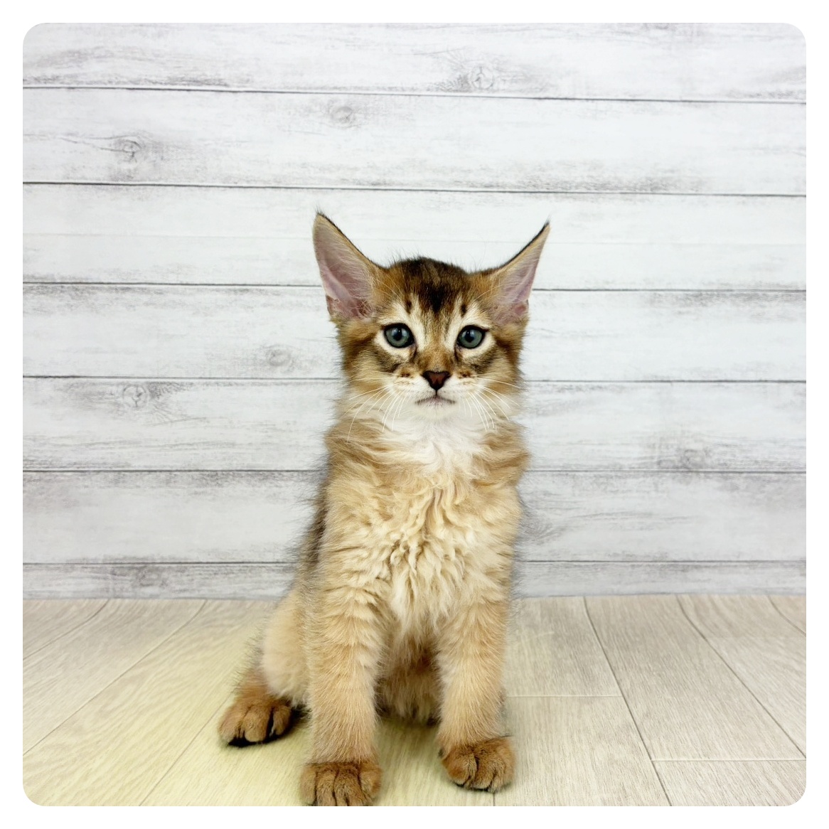 愛知県のソマリ (犬の家＆猫の里碧南店/2026年5月23日生まれ/男の子/ルディ)の子猫