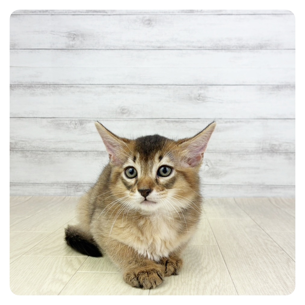 愛知県のソマリ (犬の家＆猫の里岡崎店/2026年5月23日生まれ/男の子/ルディ)の子猫