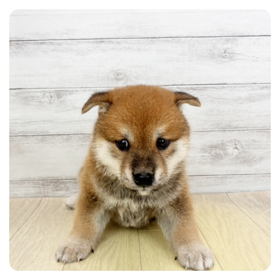 生体画像1