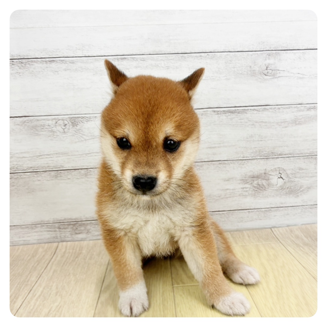 生体画像１