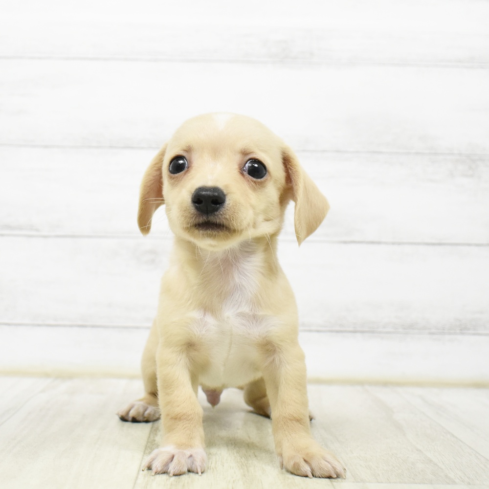 富山県のチワックス(チワワ×ダックス) (犬の家＆猫の里アミーゴ山室店/2026年5月25日生まれ/男の子/クリームホワイト)の子犬