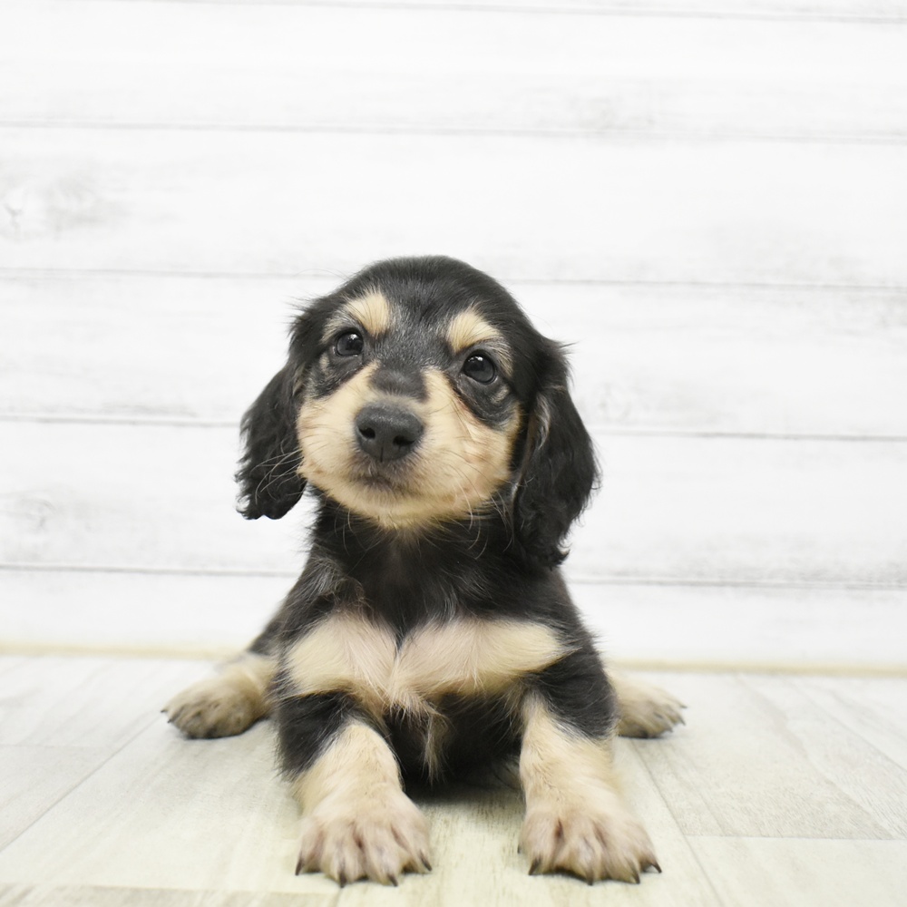 富山県のミニチュアダックスフンド(ロング) (犬の家＆猫の里アミーゴ高岡蓮花寺店/2026年5月26日生まれ/男の子/ブラックイエロー)の子犬