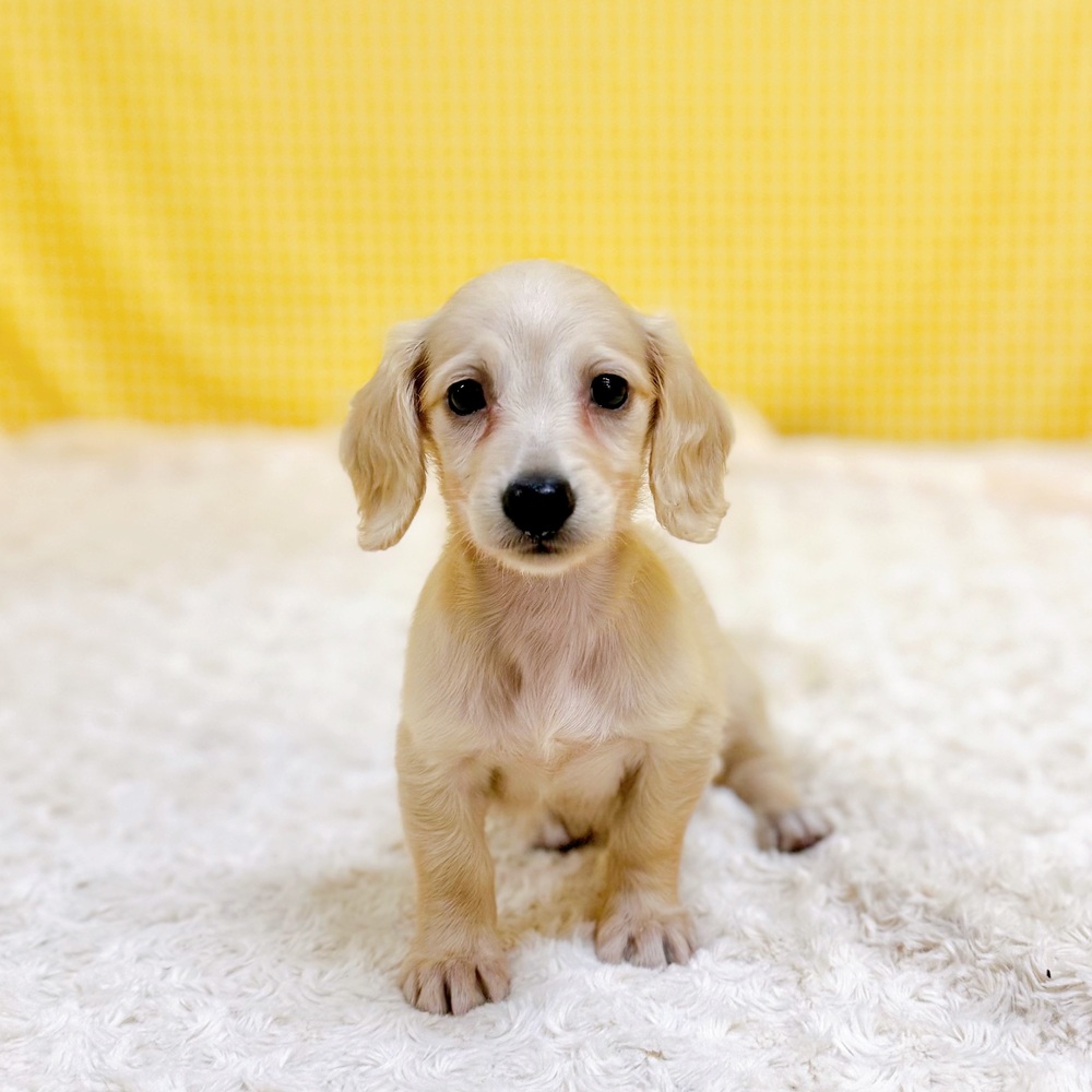 愛知県のミニチュアダックスフンド(ロング) (犬の家＆猫の里一宮店/2026年5月26日生まれ/女の子/イエロー)の子犬の1枚目の画像
