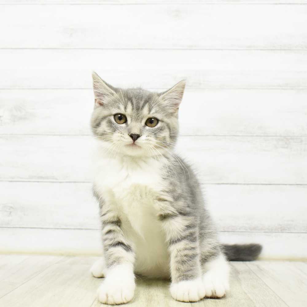 静岡県のマンチカン (犬の家＆猫の里MEGAドン・キホーテ袋井店/2026年5月21日生まれ/女の子/ブルータビーホワイト)の子猫