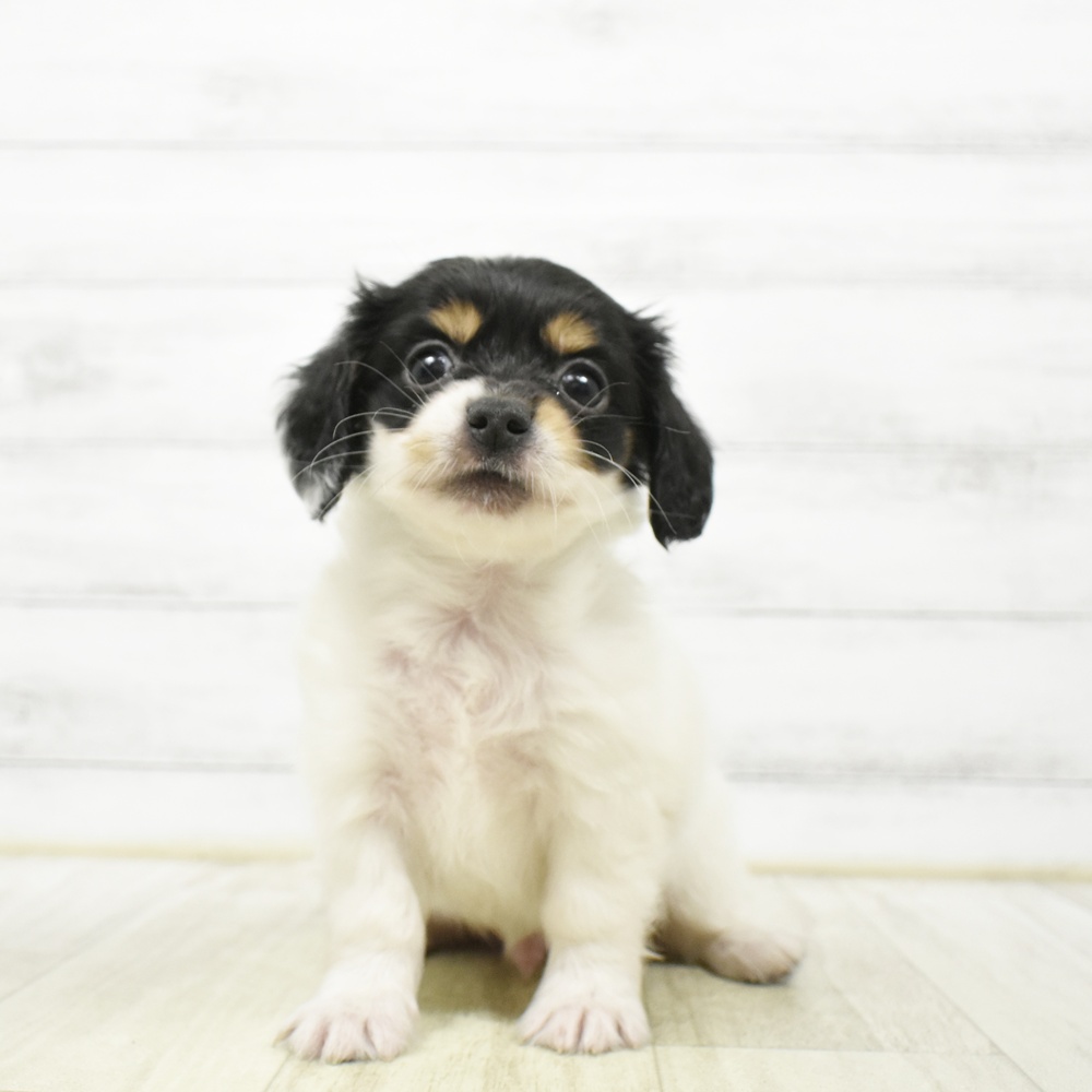 愛知県のチワックス(チワワ×ダックス) (犬の家＆猫の里安城店/2026年5月23日生まれ/男の子/ブラックタンパイボールド)の子犬