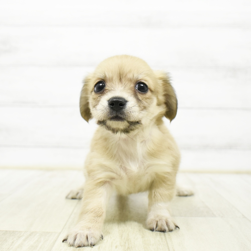 石川県のチワックス(チワワ×ダックス) (犬の家＆猫の里アミーゴ金沢有松店/2026年5月25日生まれ/女の子/シェーデットイエロー)の子犬