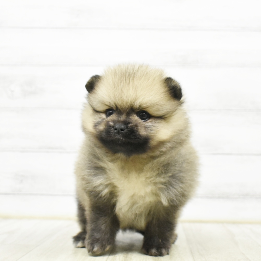 静岡県のポメラニアン (犬の家＆猫の里マークイズ静岡店/2026年5月26日生まれ/男の子/オレンジ)の子犬