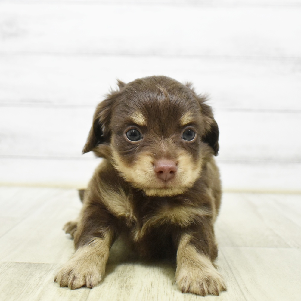 神奈川県のチワックス(チワワ×ダックス) (犬の家＆猫の里小田原店/2026年5月25日生まれ/男の子/チョコレートタン)の子犬