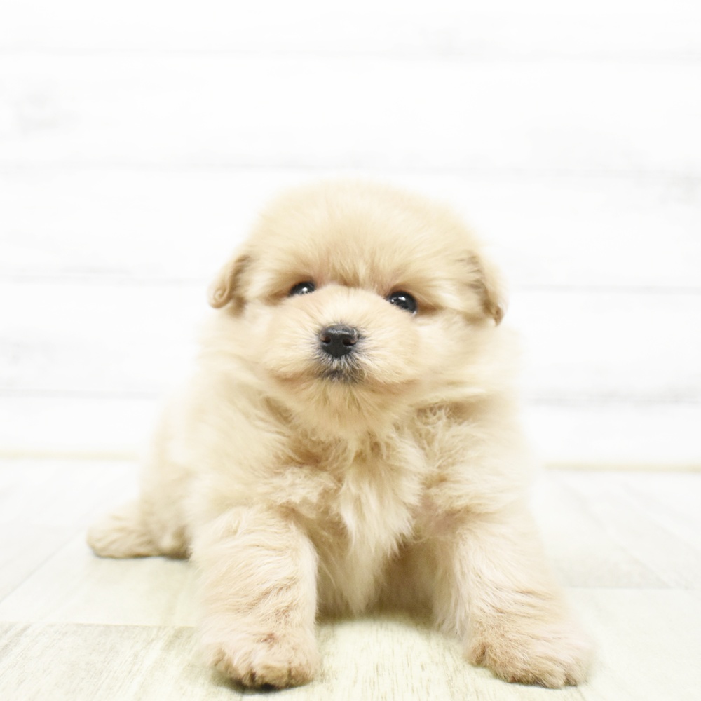 長野県のポメプー(ポメラニアン×プードル) (犬の家＆猫の里カインズ梓川店/2026年5月24日生まれ/男の子/アプリコット)の子犬
