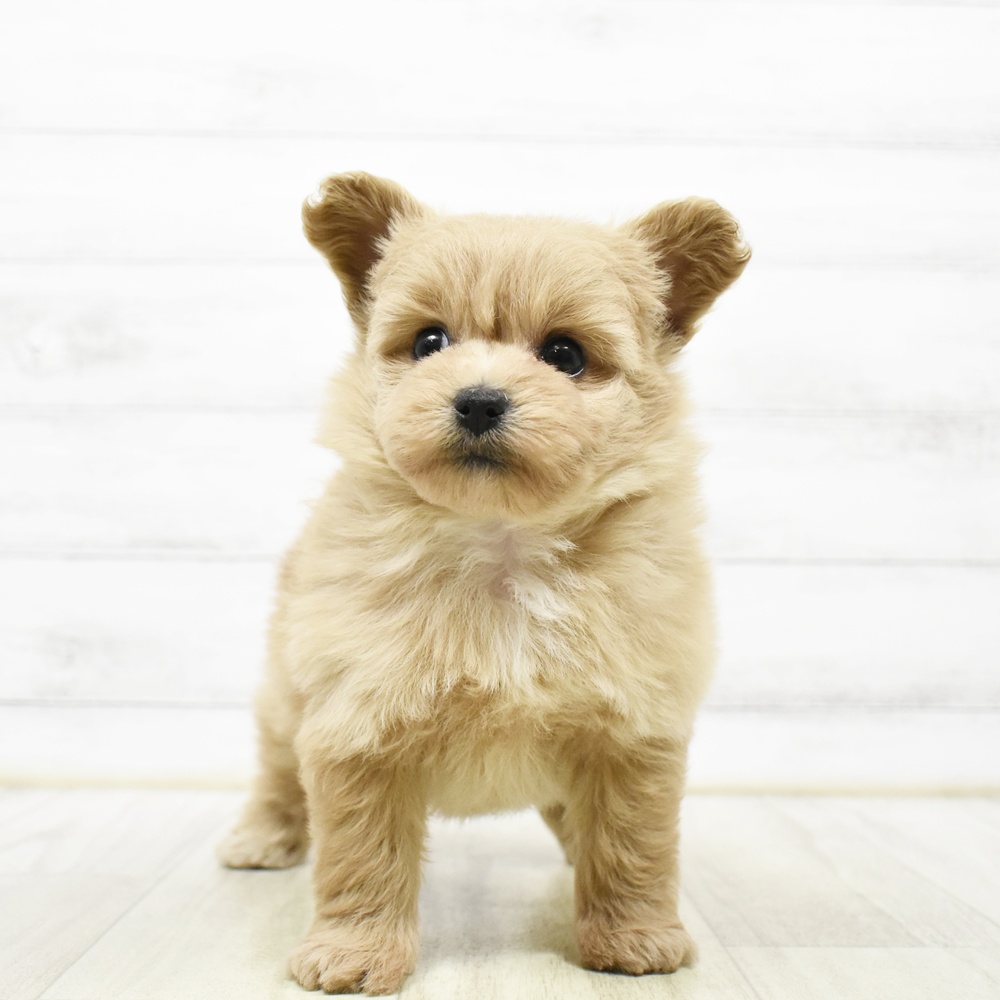 千葉県のポメプー(ポメラニアン×プードル) (犬の家＆猫の里BIGHOPガーデンモール印西店/2026年5月24日生まれ/女の子/アプリコット)の子犬