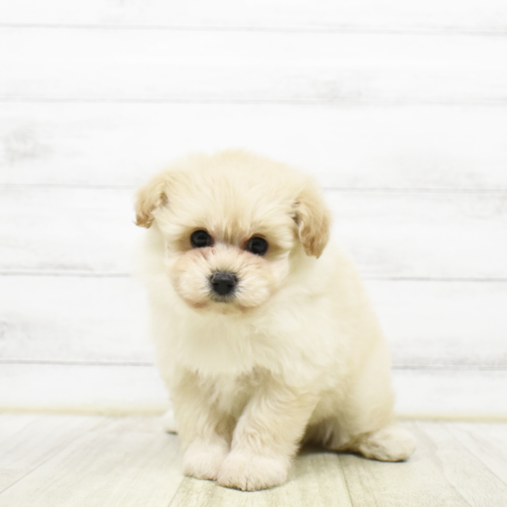 静岡県のポメプー(ポメラニアン×プードル) (犬の家＆猫の里マークイズ静岡店/2026年5月24日生まれ/女の子/アプリコット)の子犬の2枚目の画像