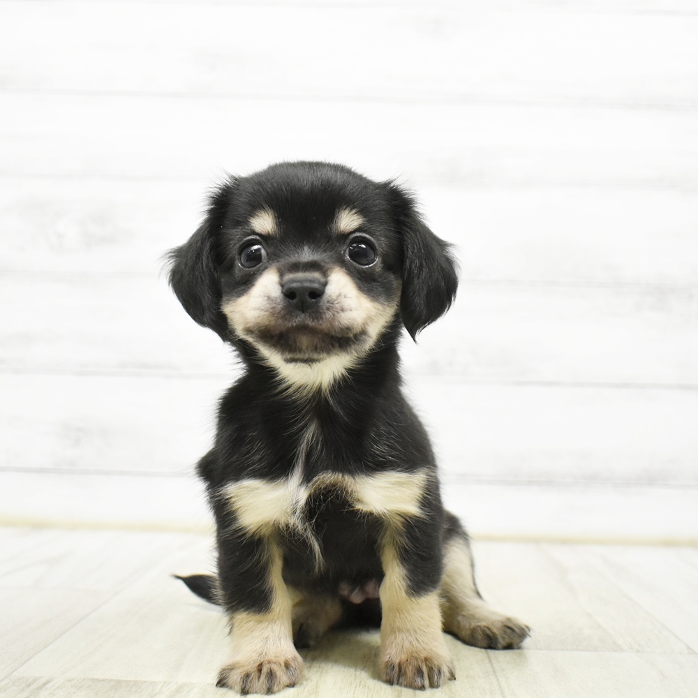 富山県のチワックス(チワワ×ダックス) (犬の家＆猫の里アミーゴ山室店/2026年5月23日生まれ/女の子/ブラックタン)の子犬