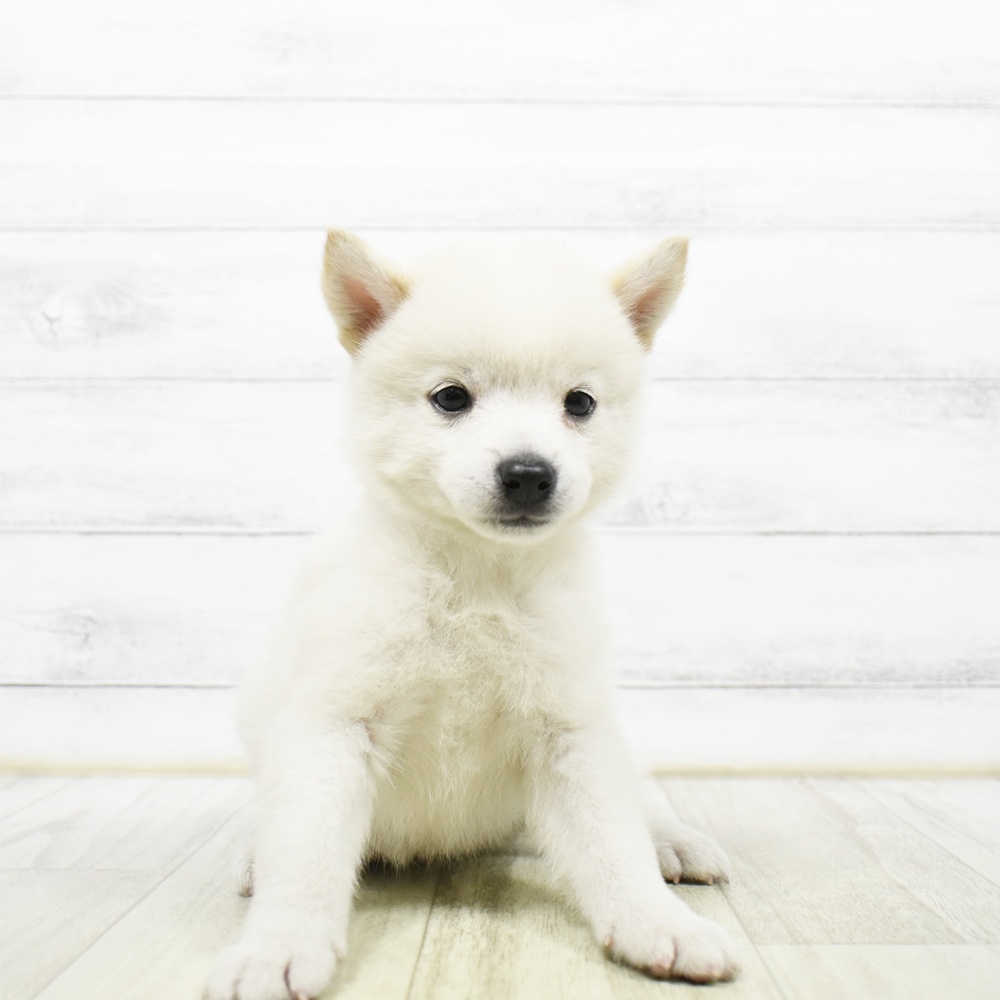 長野県のハーフ犬・ミックス犬 (犬の家＆猫の里塩尻店/2026年5月23日生まれ/女の子/白)の子犬