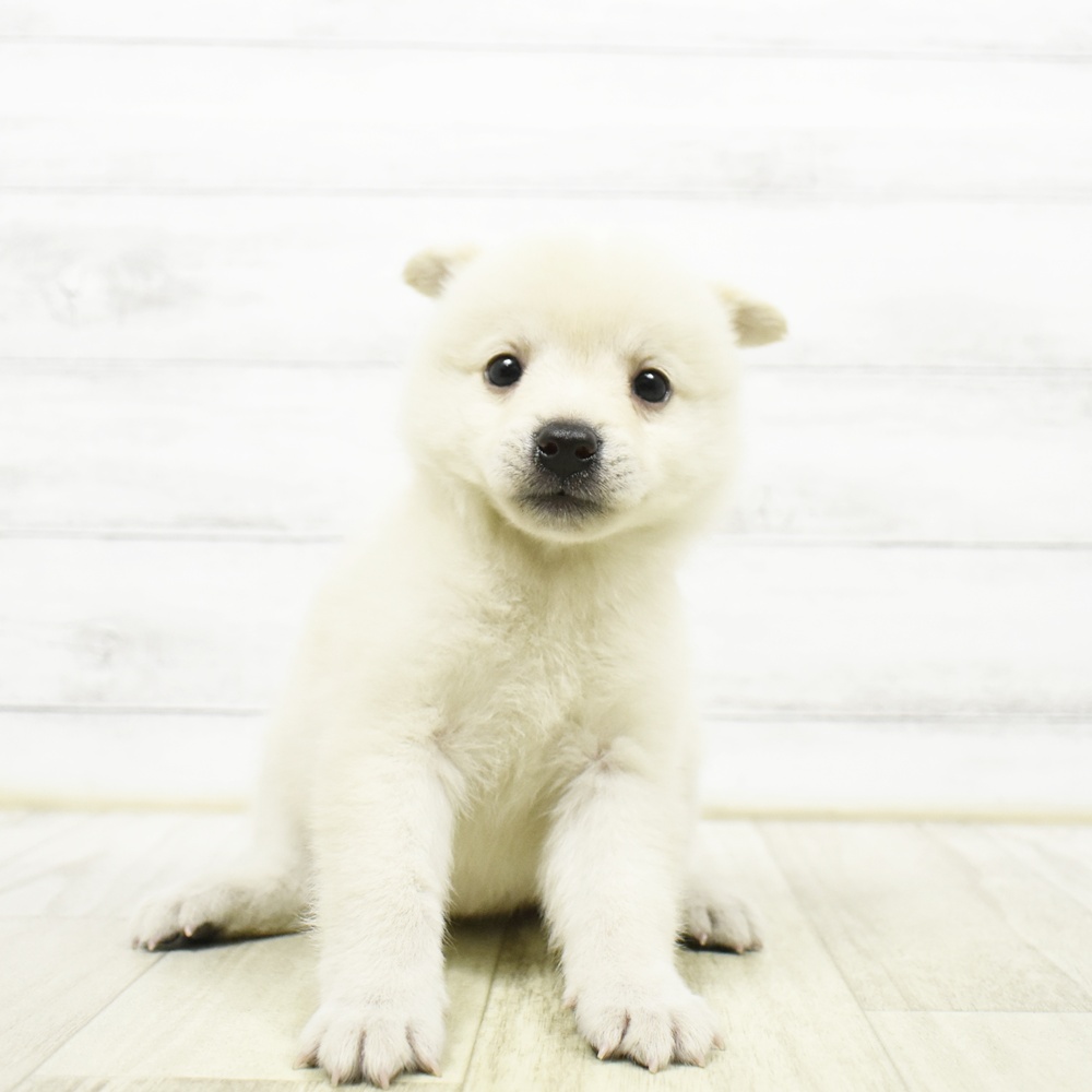 福井県のハーフ犬・ミックス犬 (犬の家＆猫の里福井店/2026年5月23日生まれ/女の子/白)の子犬