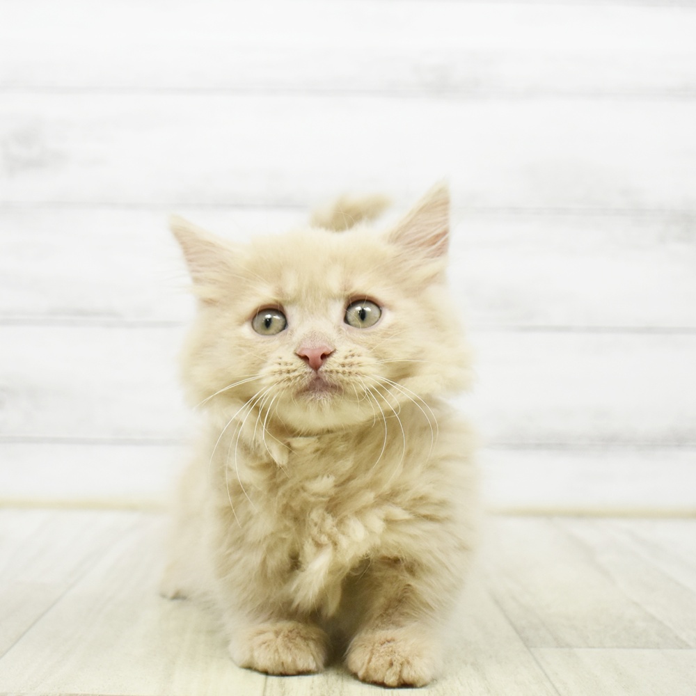愛知県のマンチカン (犬の家＆猫の里安城店/2026年5月20日生まれ/女の子/クリーム)の子猫