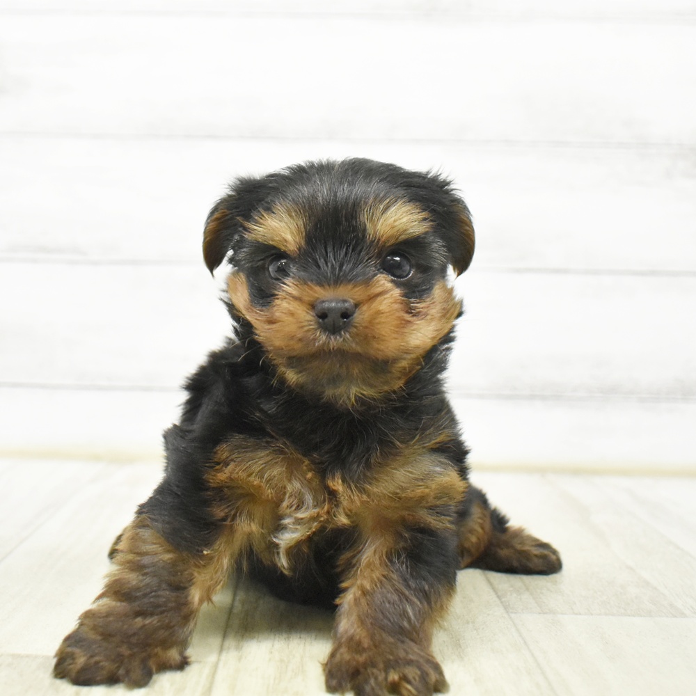愛知県のヨークシャーテリア (犬の家＆猫の里MiO香久山店/2026年5月25日生まれ/男の子/スチールブルータン)の子犬の2枚目の画像