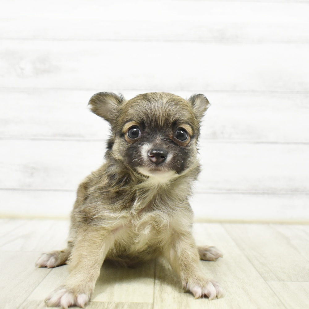 三重県のチワワ(ロング) (犬の家＆猫の里三重桑名店/2026年5月25日生まれ/男の子/フォーンホワイト)の子犬