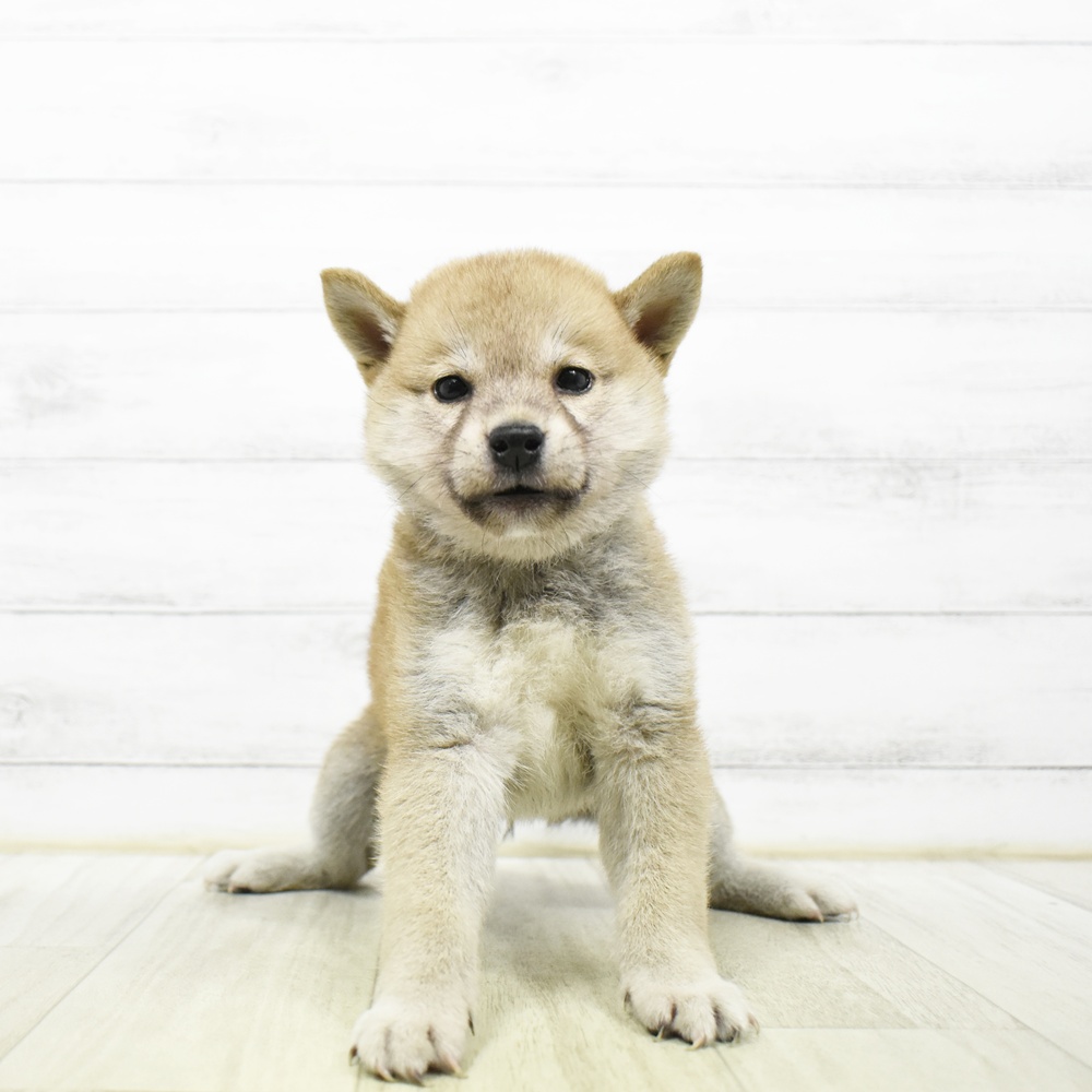千葉県の柴犬(標準サイズ) (犬の家＆猫の里ワンズモール稲毛店/2026年5月25日生まれ/女の子/赤)の子犬
