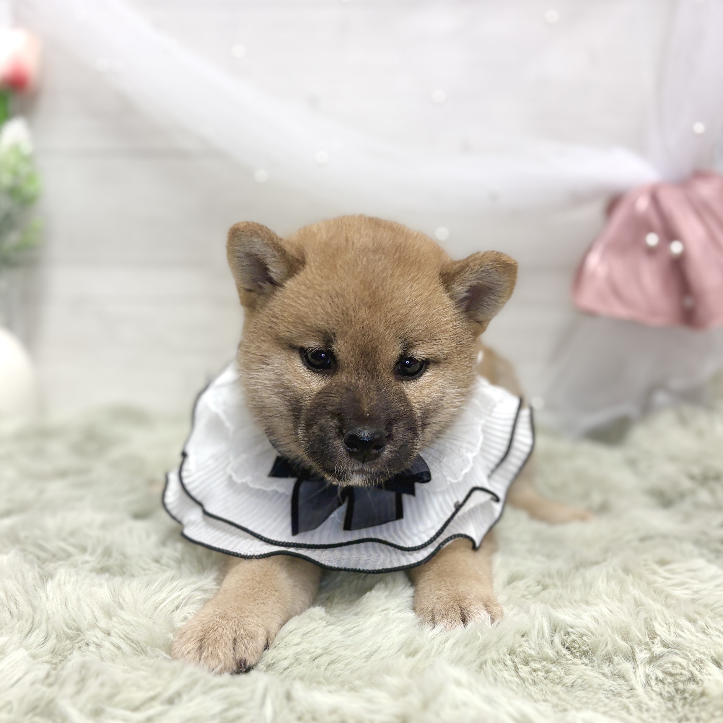 神奈川県の柴犬(標準サイズ) (犬の家＆猫の里相模原店/2026年5月25日生まれ/女の子/赤)の子犬の1枚目の画像