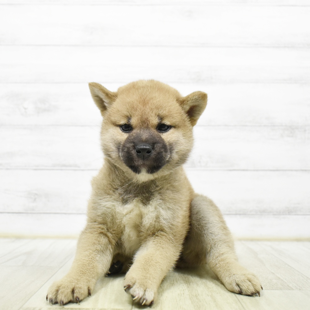 神奈川県の柴犬(標準サイズ) (犬の家＆猫の里相模原店/2026年5月25日生まれ/女の子/赤)の子犬