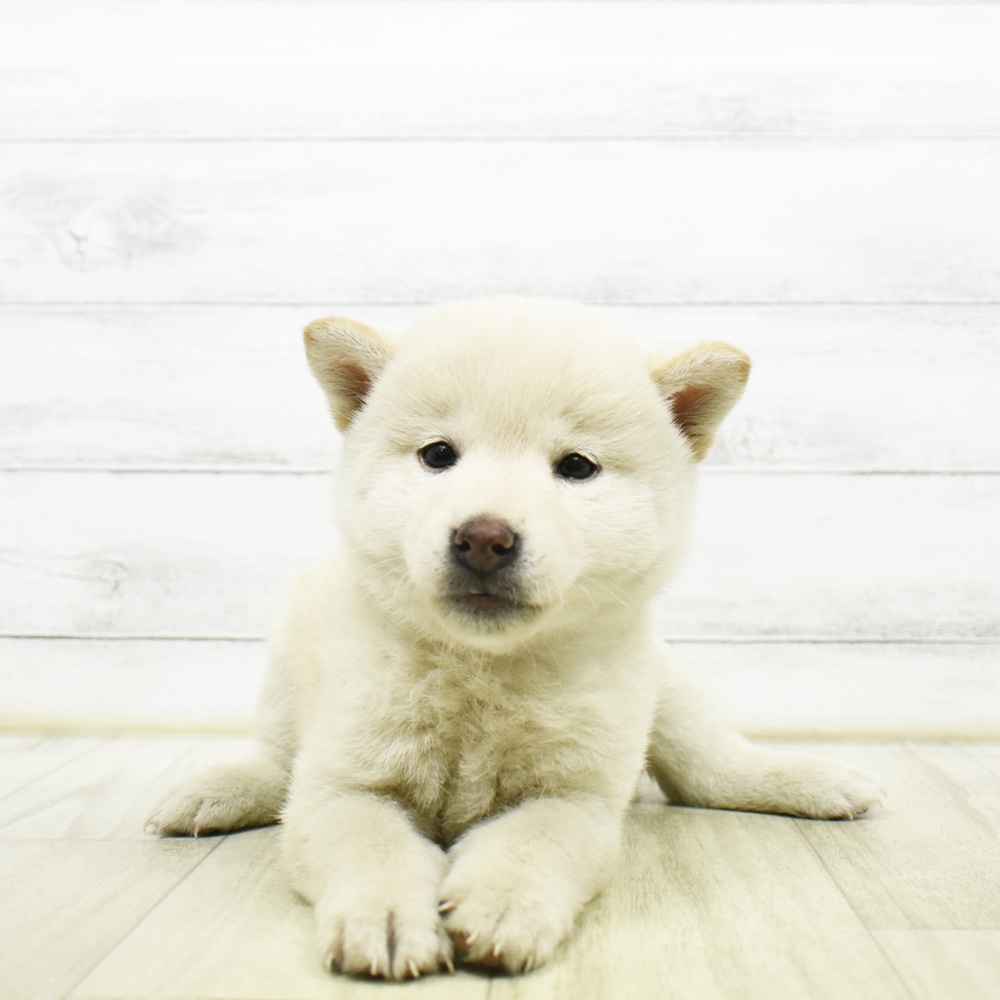 静岡県の柴犬(標準サイズ) (犬の家＆猫の里プレ葉ウォーク浜北店/2026年5月25日生まれ/女の子/白)の子犬