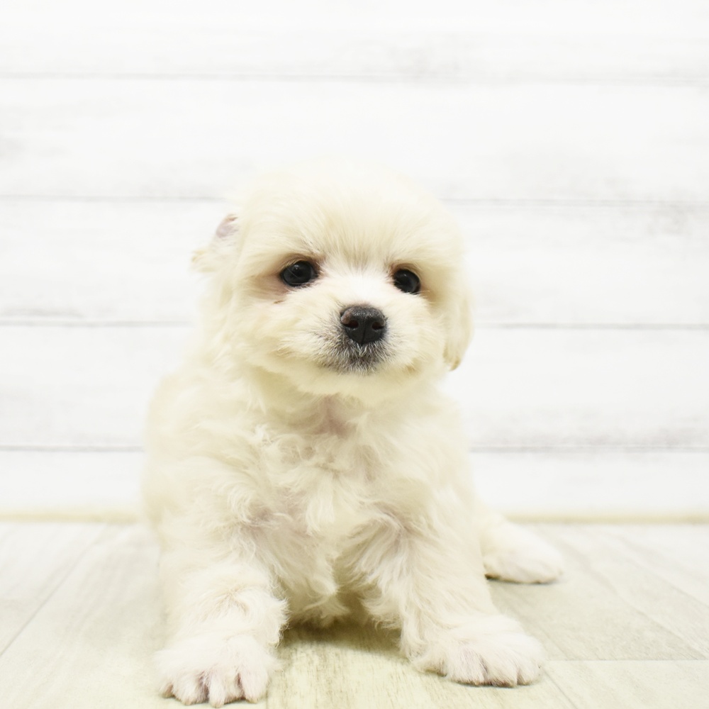 ハーフ犬女の子の写真