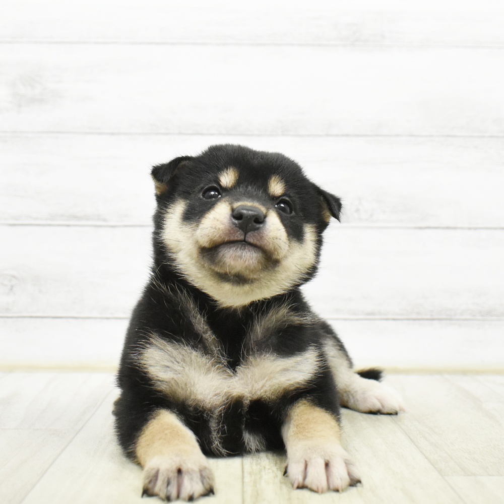 岐阜県の柴犬(標準サイズ) (犬の家＆猫の里中津川店/2026年5月26日生まれ/女の子/黒)の子犬