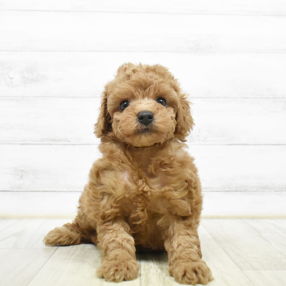 長野県のトイプードル(トイ) (犬の家＆猫の里カインズ梓川店/2026年5月25日生まれ/女の子/レッド)の子犬