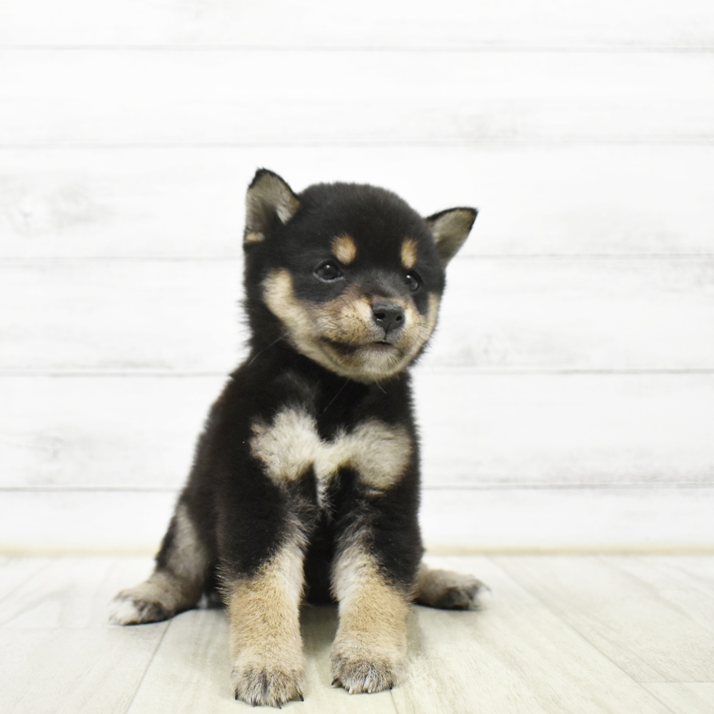 愛知県の豆柴 (犬の家＆猫の里安城店/2026年5月26日生まれ/男の子/黒)の子犬