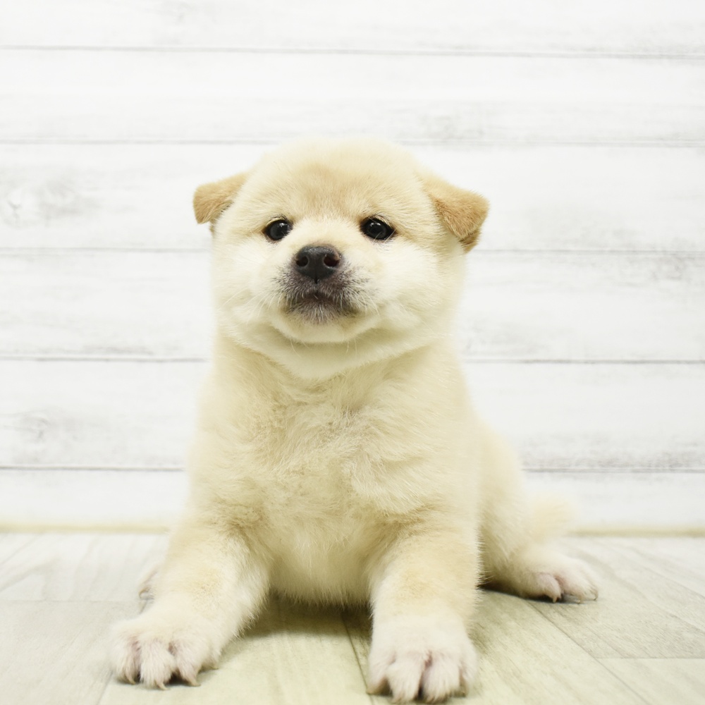 静岡県の柴犬(標準サイズ) (犬の家＆猫の里アミーゴ浜松和田店/2026年5月26日生まれ/男の子/白)の子犬