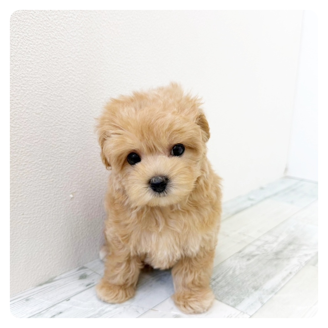 福岡県のマルプー(マルチーズ×プードル) (犬の家＆猫の里トリアス久山店/2026年5月25日生まれ/男の子/アプリコット)の子犬