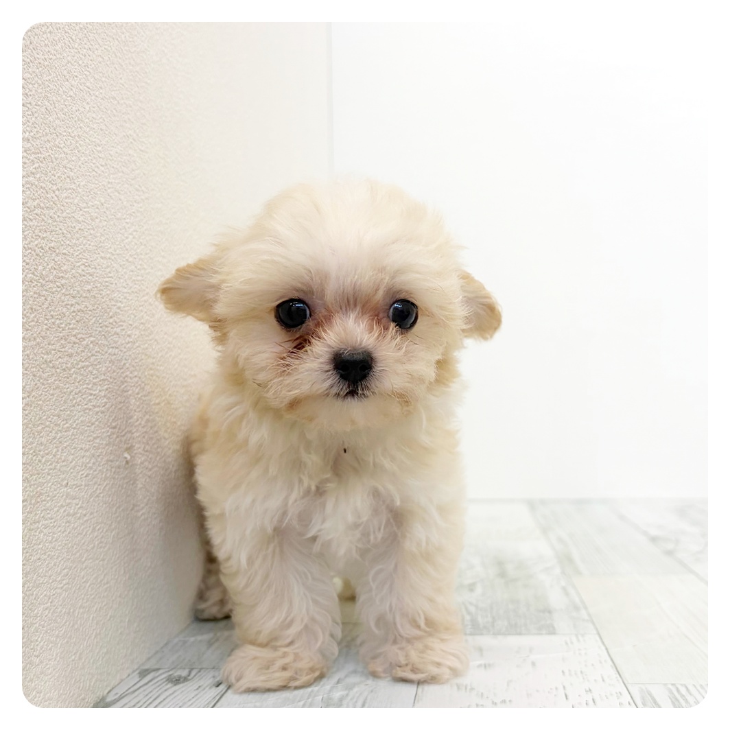 福岡県のチワプー/プーチー(チワワ×プードル) (犬の家＆猫の里くりえいと宗像店/2026年5月21日生まれ/男の子/クリーム)の子犬