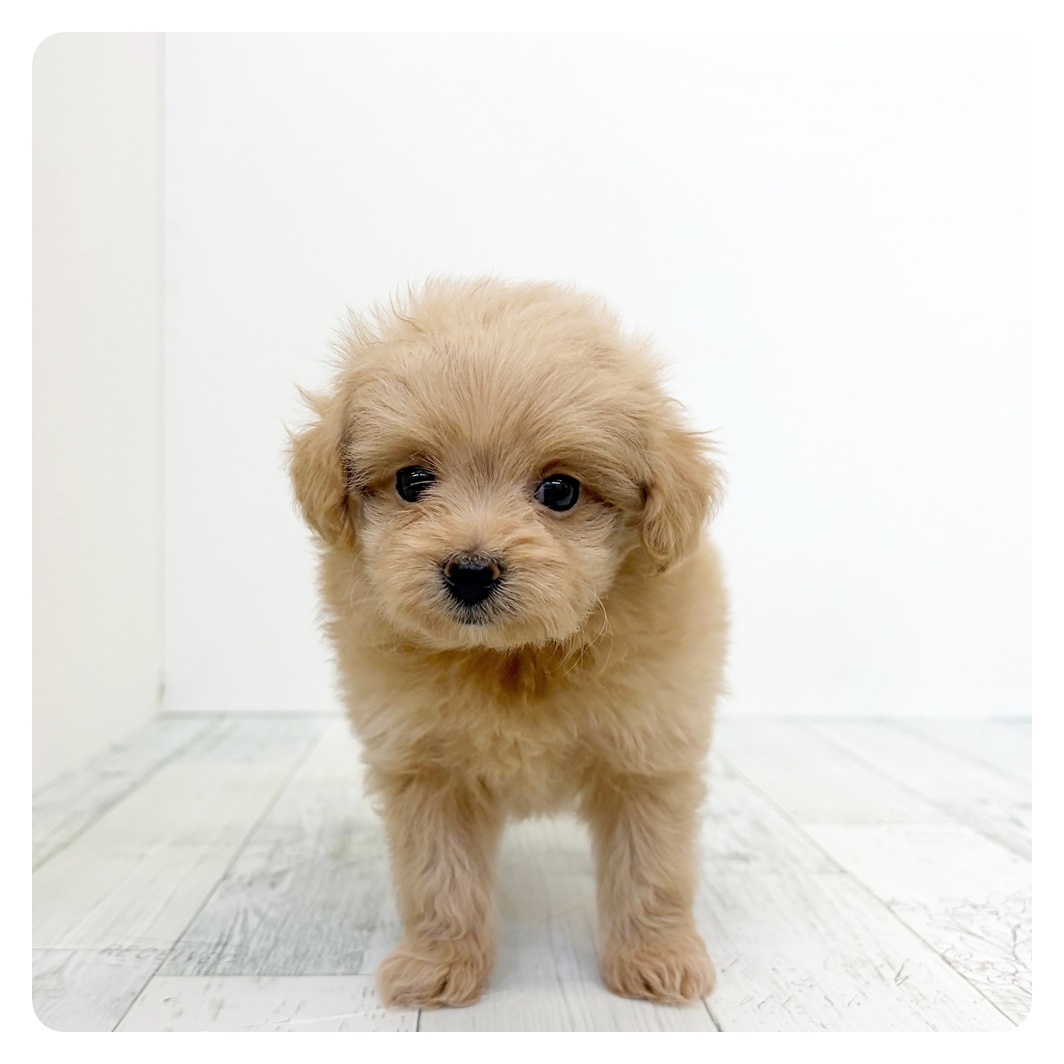 福岡県のポメプー(ポメラニアン×プードル) (犬の家＆猫の里トリアス久山店/2026年5月22日生まれ/女の子/クリーム)の子犬の2枚目の画像