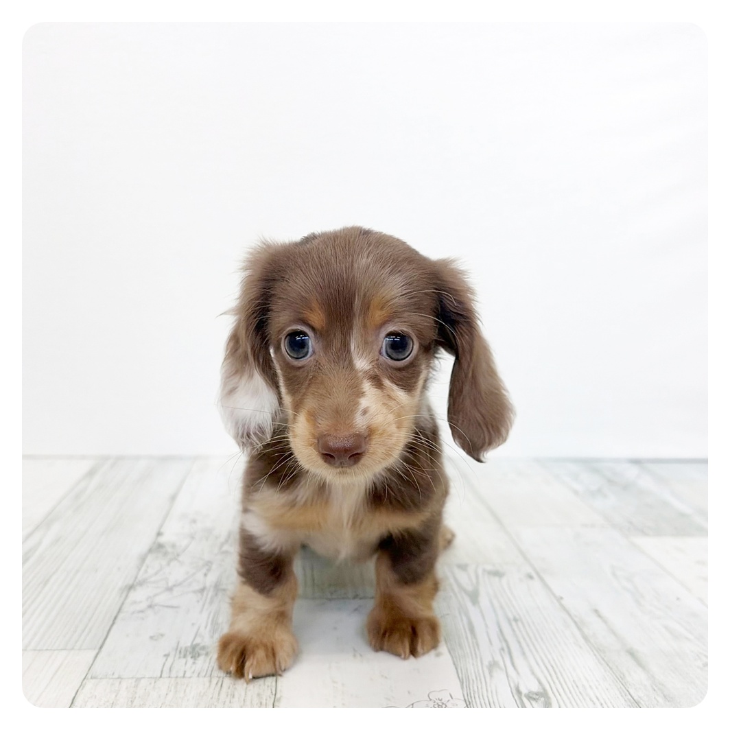 福岡県のミニチュアダックスフンド(ロング) (犬の家＆猫の里くりえいと宗像店/2026年5月23日生まれ/男の子/ブラウンダップル)の子犬