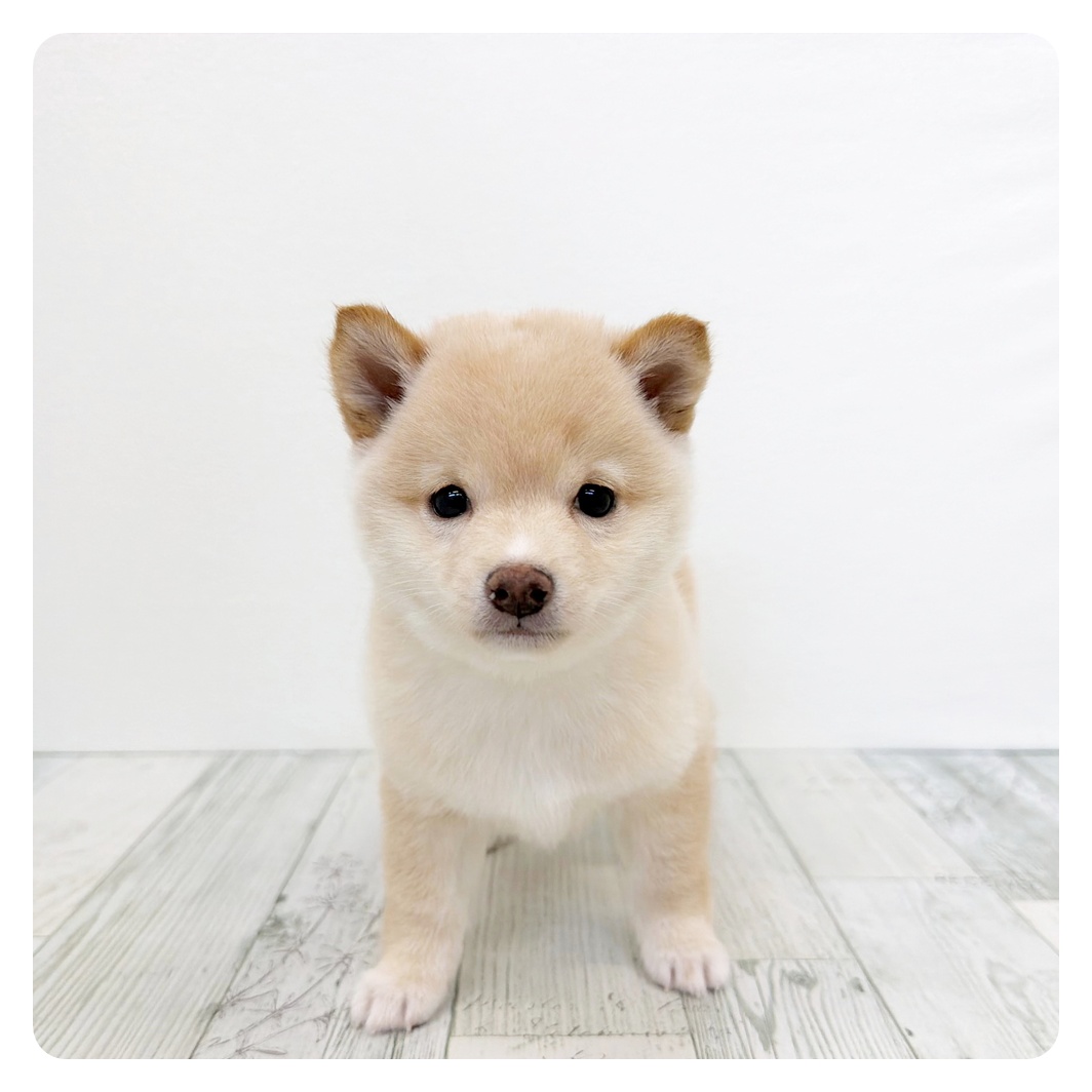 福岡県の豆柴 (犬の家＆猫の里トリアス久山店/2026年5月22日生まれ/男の子/淡赤)の子犬の4枚目の画像
