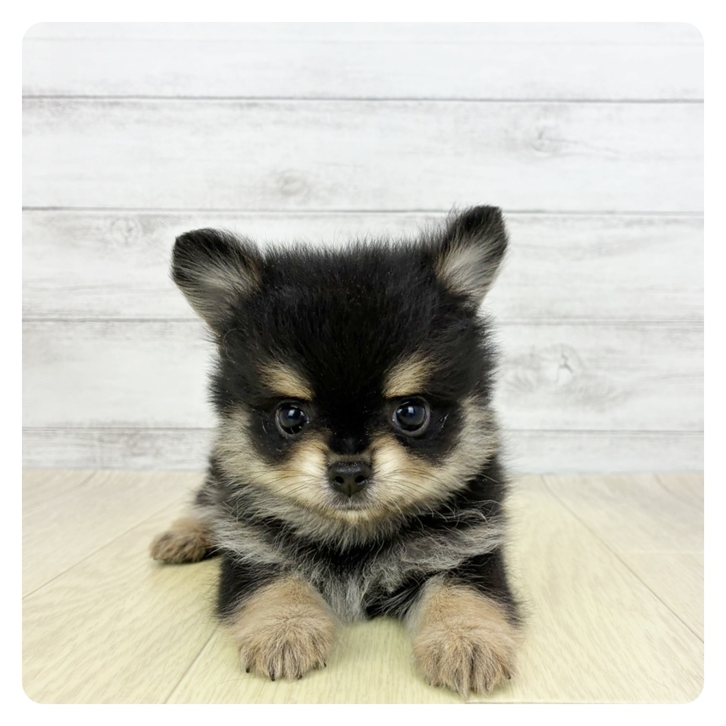兵庫県のポメチワ/チワポメ/ポメチー(ポメラニアン×チワワ) (犬の家＆猫の里ゆめタウン姫路店/2026年5月26日生まれ/男の子/ブラックタンホワイト)の子犬
