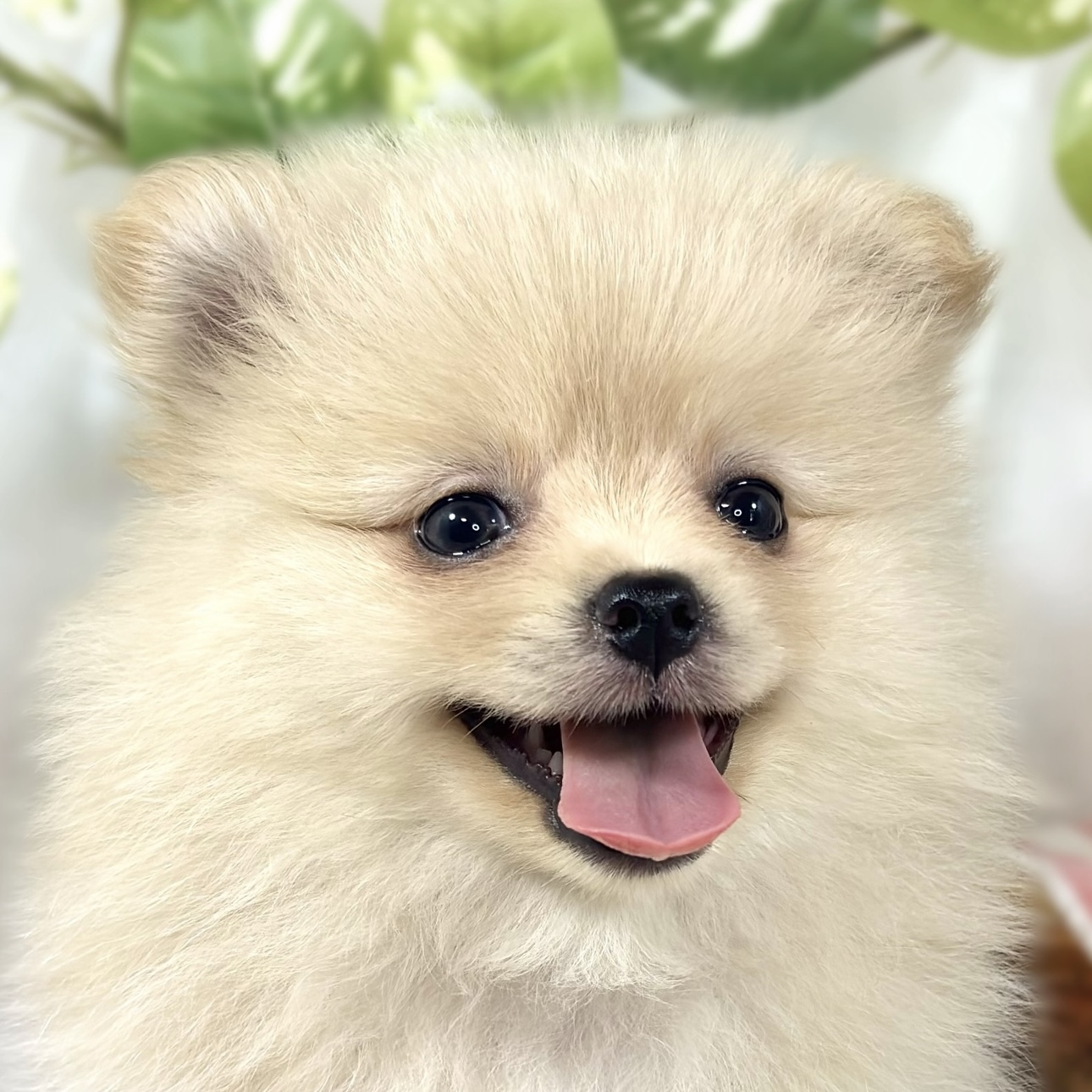 大阪府のポメラニアン (犬の家＆猫の里そよら東岸和田店/2026年5月26日生まれ/女の子/クリーム)の子犬の1枚目の画像