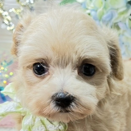 岐阜県のマルプー(マルチーズ×プードル) (犬の家＆猫の里中津川店/2026年5月27日生まれ/女の子/アプリコットホワイト)の子犬の2枚目の画像
