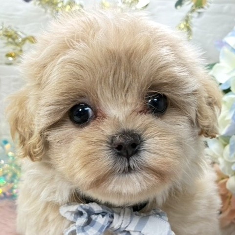 ハーフ犬女の子の写真